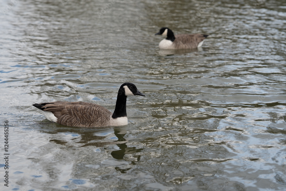 Fototapeta premium Ducks paddle peacefully on a serene lake surrounded by autumn foliage