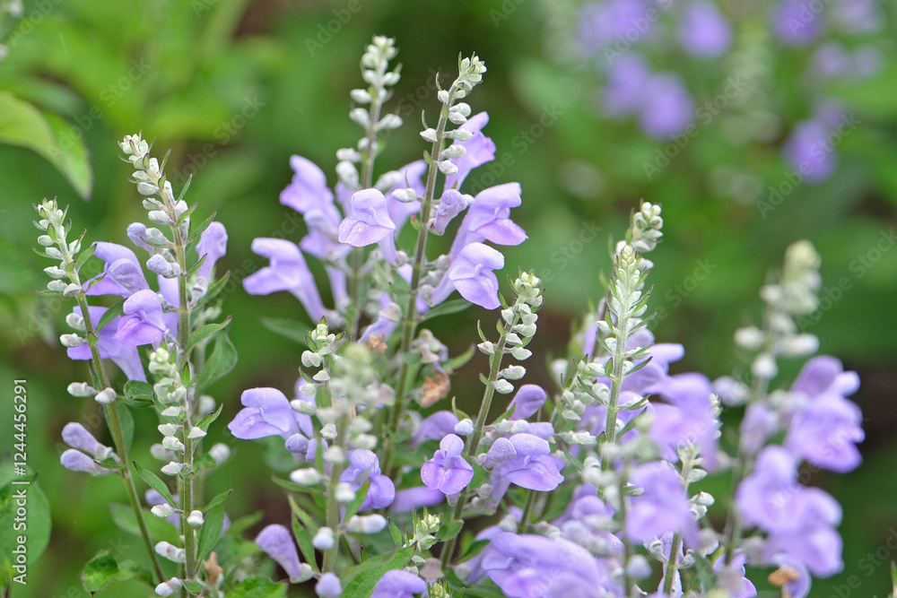 Pale blue Scutellaria incana, the hoary skullcap or downy skullcap in flower.