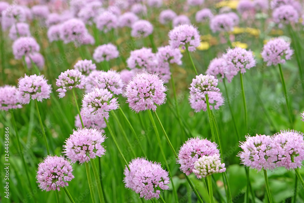 Pale pink Allium lusitanicum, Portuguese allium, in flower. Pale pink Allium lusitanicum, Portuguese allium, in flower.