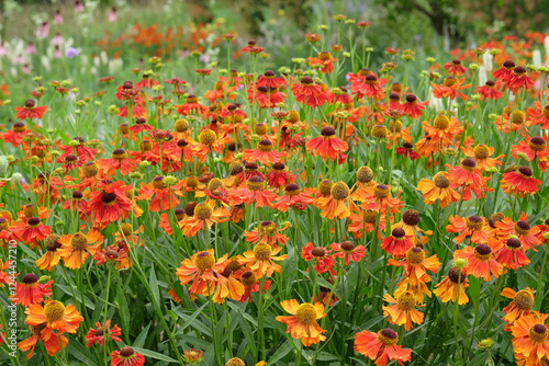 Red and orange Helenium sneezeweed ‘Moerheim Beauty’ in flower. photo