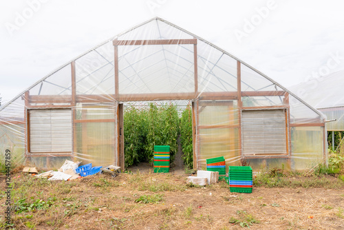 Port Townsend, Washington State, USA. Commercial greenhouse full of Green Zebra tomatoes growing on string trellises. photo