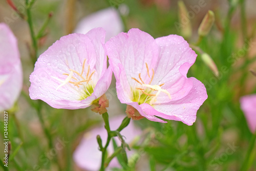 Pink Oenothera speciosa ‘Siskiyou’, white evening primrose, in flower.