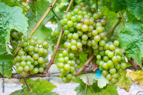 Port Townsend, Washington State, USA. Yellow grapes on the vine ready to harv...