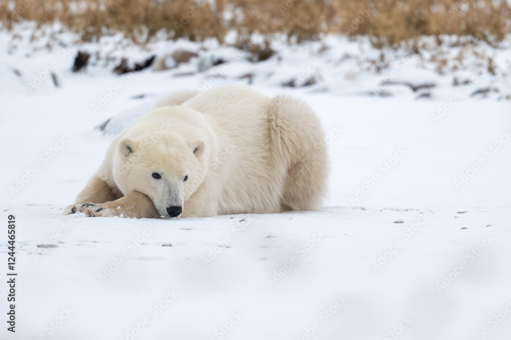 Polar bear resting on snow covered ground