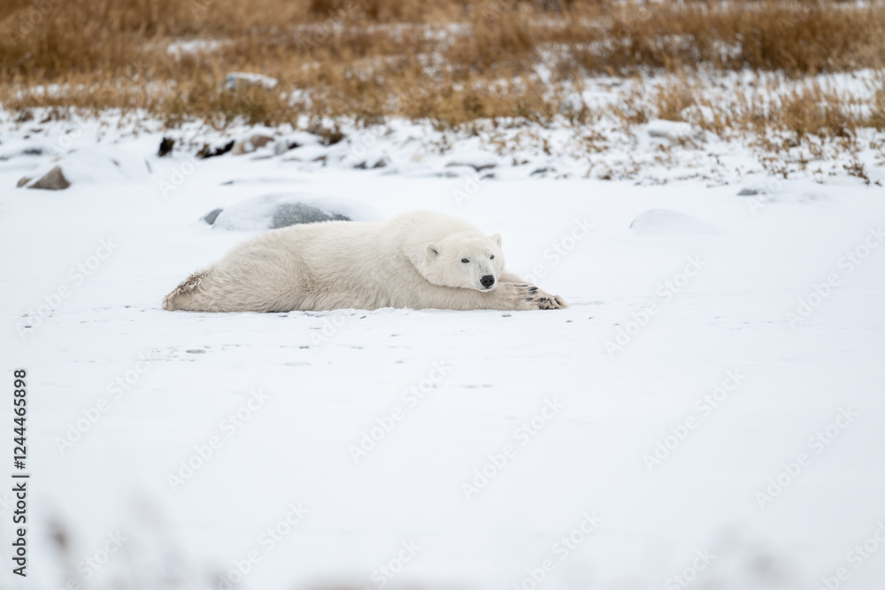 Polar bear resting on snow covered ground
