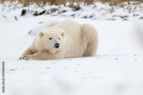 Obraz na płótnie Polar bear resting on snow covered ground w salonie