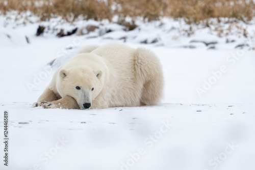Obraz na płótnie Polar bear resting on snow covered ground w salonie