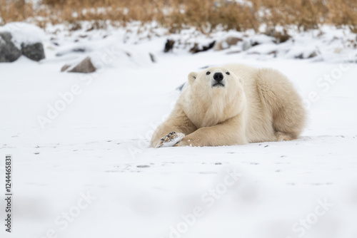Obraz na płótnie Polar bear resting on snow covered ground w salonie