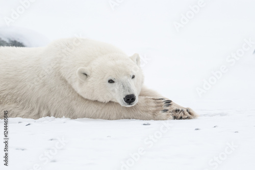 Obraz na płótnie Polar bear resting on snow covered ground w salonie