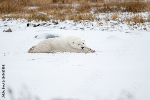 Obraz na płótnie Polar bear resting on snow covered ground w salonie