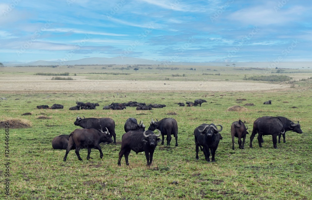Herd of african buffaloes grazing in masai mara national reserve kenya Herd of african buffaloes grazing in masai mara national reserve kenya
