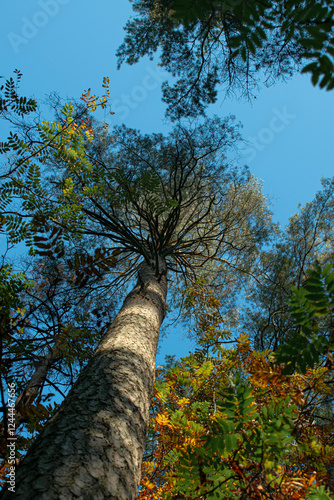 The color of nature while walking in the forest.
