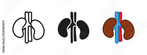 Kidneys icon. Kidney donor symbol. Human internal organ anatomy vector illustration. Renal system with kidneys sign. Urinary system pictogram. Healthy kidney realistic concept isolated.