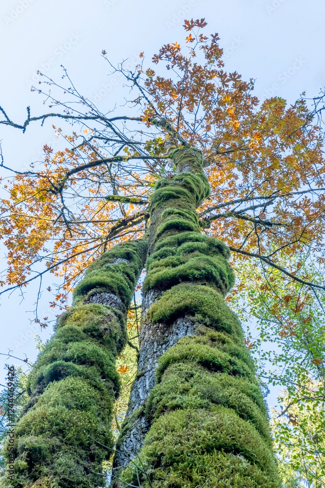 Fototapeta premium Mirrormont County Park, Issaquah, Washington State, USA. Looking upward on a moss-covered trunk of a Big-Leaf Maple tree in Autumn.