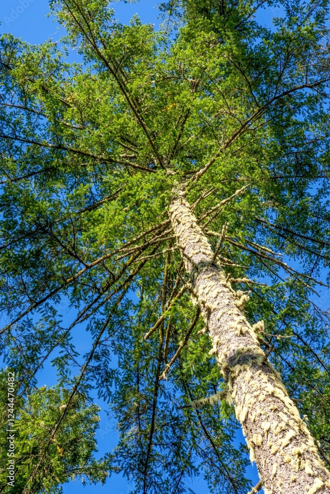 Fototapeta premium May Valley County Park, Issaquah, Washington State, USA. Looking up at Douglas fir trees.