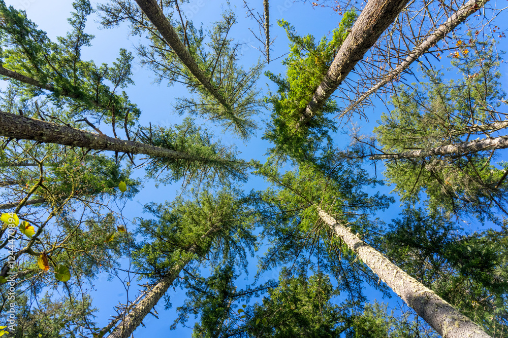 Fototapeta premium May Valley County Park, Issaquah, Washington State, USA. Looking up at Douglas fir trees.
