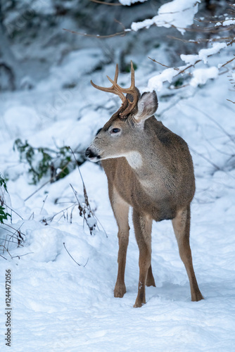 Wallpaper Mural Issaquah, Washington State, USA. Young mule deer buck in snow. Torontodigital.ca