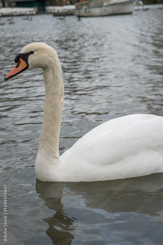 Elegant swan gliding gracefully on serene waters at dusk in a quaint harbor Elegant swan gliding gracefully on serene waters at dusk in a quaint harbor