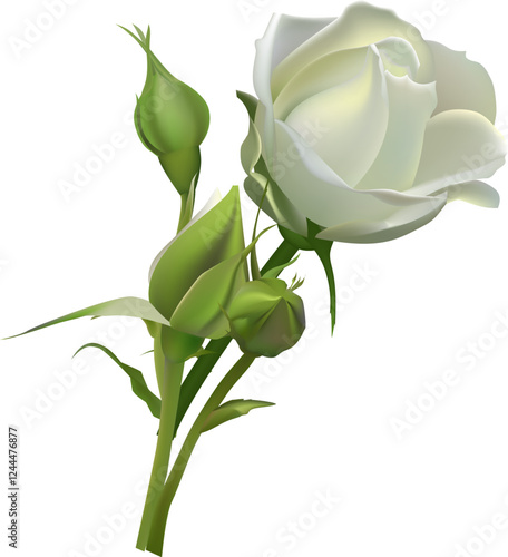 White rose blooming with green buds on a white background, perfect for wedding invitations, greeting cards, or any project that needs a touch of elegance and beauty