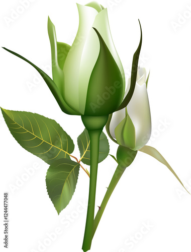 Two delicate white roses are starting to bloom, showcasing their elegance and fragility against a pure white backdrop, perfect for wedding invitations or romantic projects