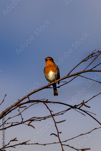 An Erithacus Rubecula, commonly known as a Robin, on a tree in the winter sunshine photo