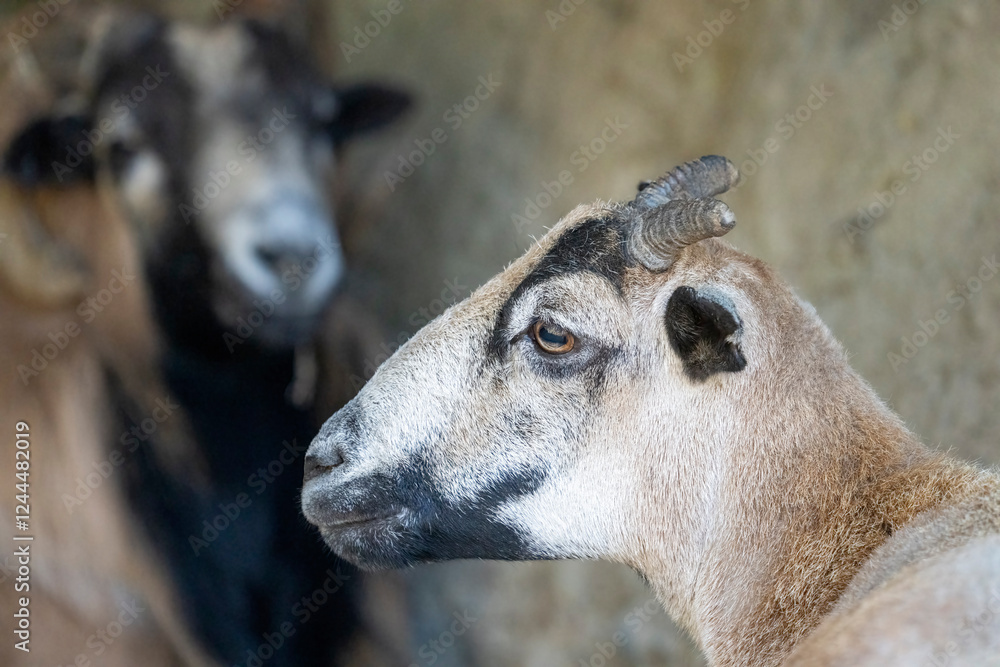 Chimacum, Washington State, USA. American blackbelly sheep ram portrait Chimacum, Washington State, USA. American blackbelly sheep ram portrait