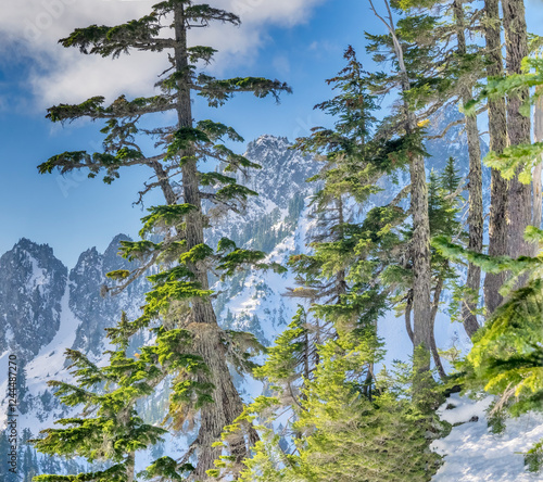 USA, Washington State, Alpine Lakes Wilderness. Alpine fir trees with Central...