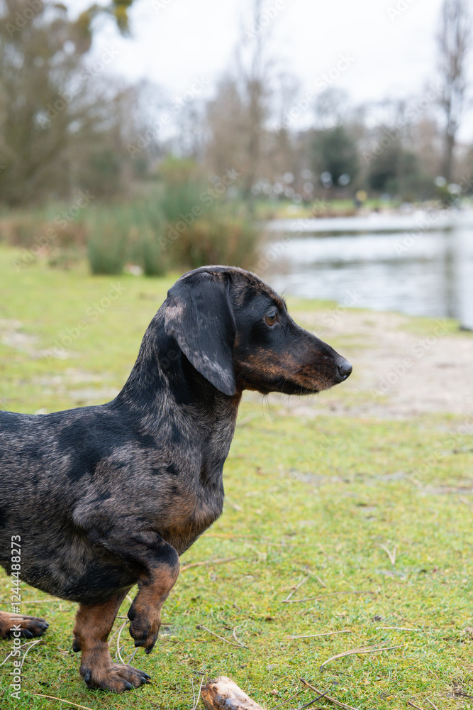 Dachshund exploring the serene lakeside landscape in early spring Dachshund exploring the serene lakeside landscape in early spring