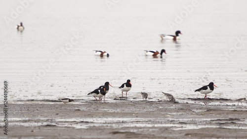 Wading birds on a mud bank in the Oosterschelde photo