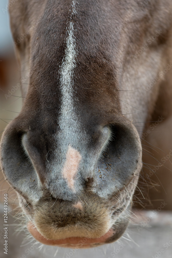 Close-up view of Lucitano's horse nostrils. Close-up view of Lucitano's horse nostrils.