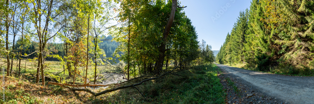 A tourist trail with visible beaver lodges and trees gnawed by beavers. HDR panorama. Beskid Niski, Poland, Europe. A tourist trail with visible beaver lodges and trees gnawed by beavers. HDR panorama. Beskid Niski, Poland, Europe.