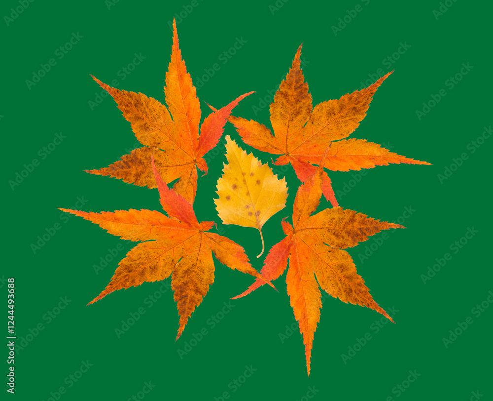 USA, Washington State. Colorful Maple and Cottonwood leaf still-life on bright green background USA, Washington State. Colorful Maple and Cottonwood leaf still-life on bright green background