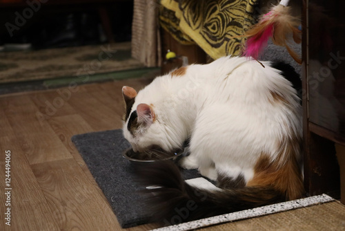A white fluffy purebred cat enjoys eating food from a bowl. The Turkish Van breed.