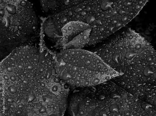 Washington State. Water drops on salal leaves photo