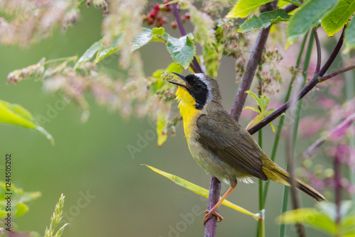 Common yellowthroat singing his heart out, Washington State, USA photo