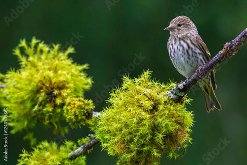 Pine siskin posing on mossy perch, Washington State, USA
