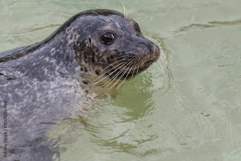 Obraz premium Close up of a common seal (phoca vitulina) pup in the water