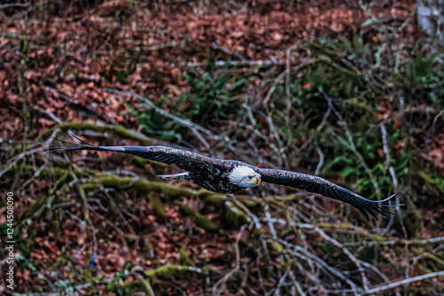 Bald eagle during the Salmon Run along Nooksack River in Washington State.