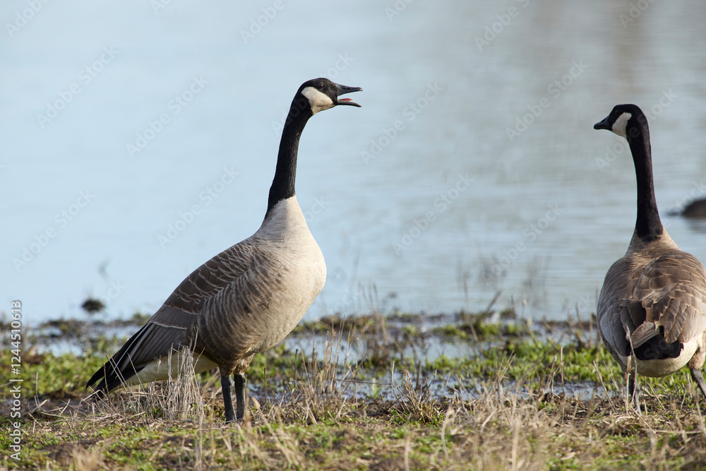 Canada goose honking before taking flight. Canada goose honking before taking flight.