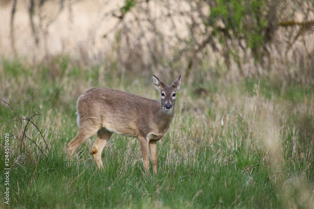 Columbia white-tailed deer does foraging. Columbia white-tailed deer does foraging.
