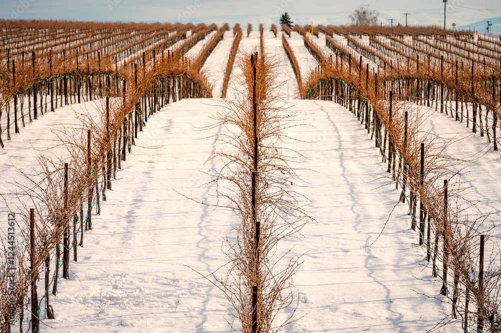 USA, Washington State, Zillah. Winter snow on vineyard in Yakima Valley.