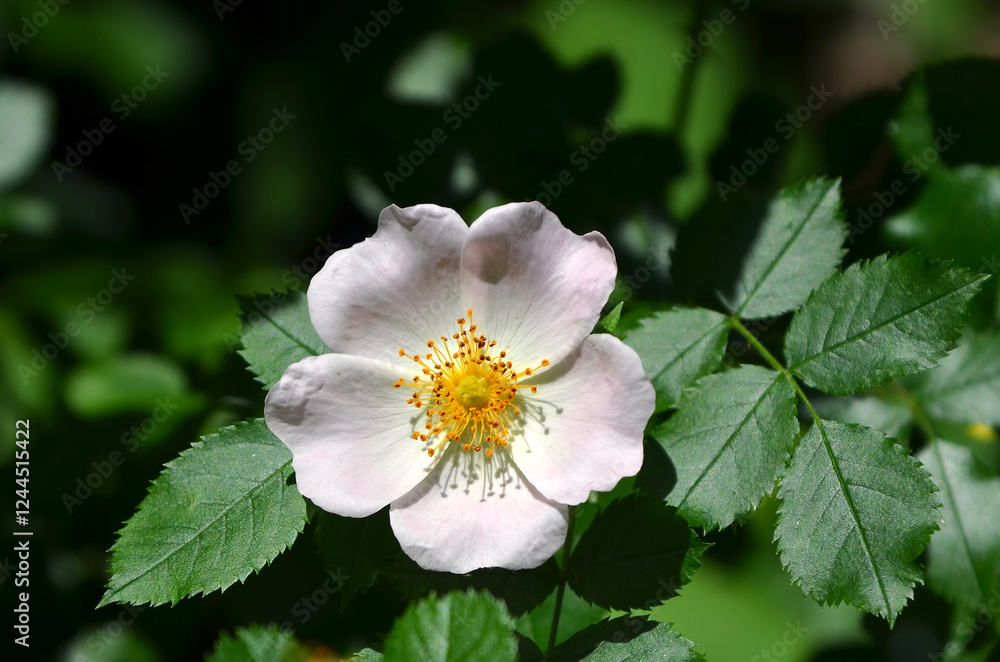 Fototapeta premium Delicate flowering dog rose plant with leaves. Light pink rosa canina blossom. Closeup photo flower, petals ,stamens, leaf. Free copy space.