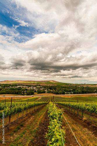 USA, Washington State, Yakima Valley. Rows in a Washington vineyard at spring.