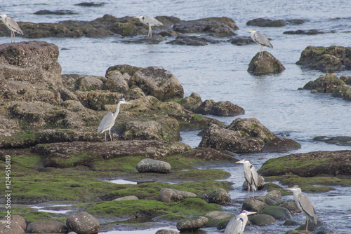 青空を渡る鳥影 photo