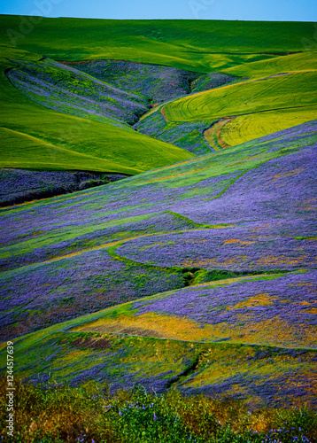 Fotografija USA, Washington State, Walla Walla