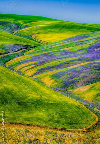 Slika na platnu USA, Washington State, Walla Walla