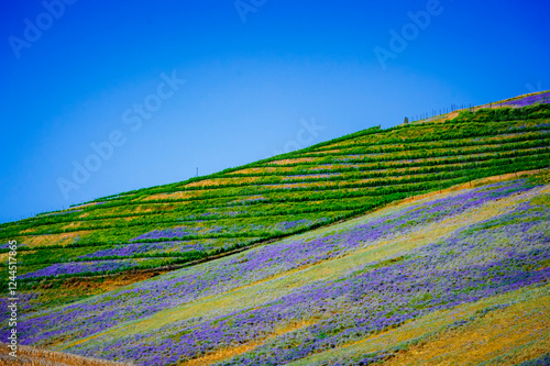Slika na platnu USA, Washington State, Walla Walla
