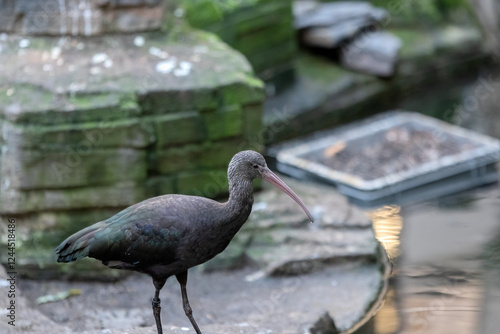 Isolated Close Up Plegadis Ridgwayi Bird At Amsterdam The Netherlands 2-11-2022 photo