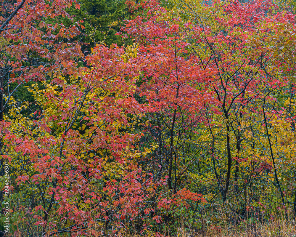 USA, West Virginia, Canaan Valley State Park. Tree in autumn foliage. USA, West Virginia, Canaan Valley State Park. Tree in autumn foliage.
