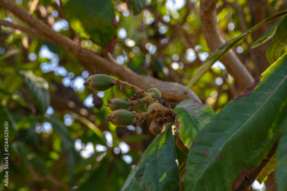 Discovering the vibrant beauty of young fruit clusters in a lush garden during a sunny afternoon Discovering the vibrant beauty of young fruit clusters in a lush garden during a sunny afternoon
